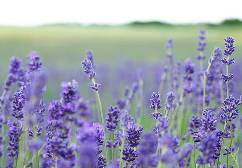 Lavender Oil for Hair: Hair Growth and Other Uses
