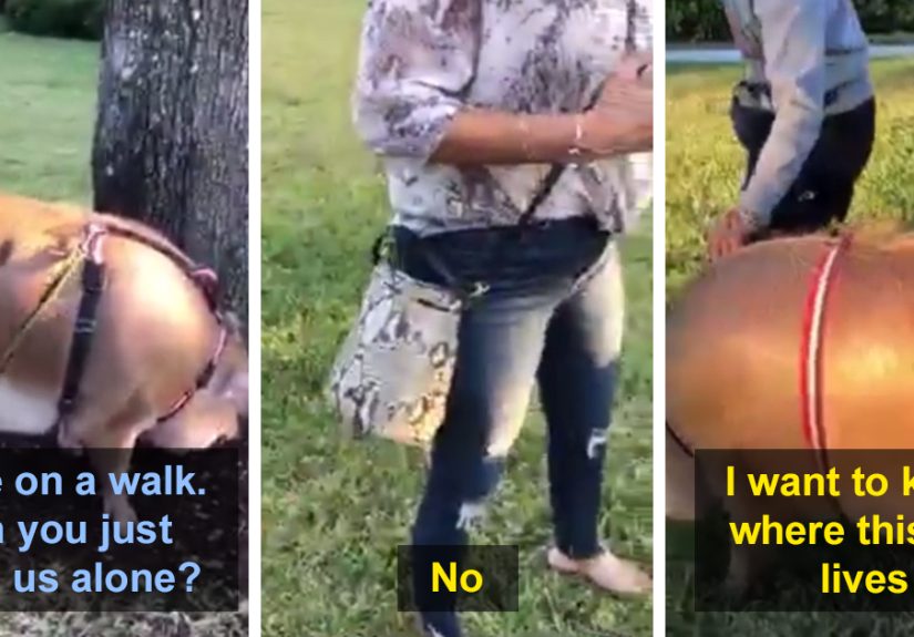 Local Karen Spots A Woman Taking Her Emotional Support Pig On A Walk And Loses It