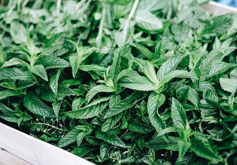 Mint Allergy: Symptoms, Reactions, Diagnosis, and More