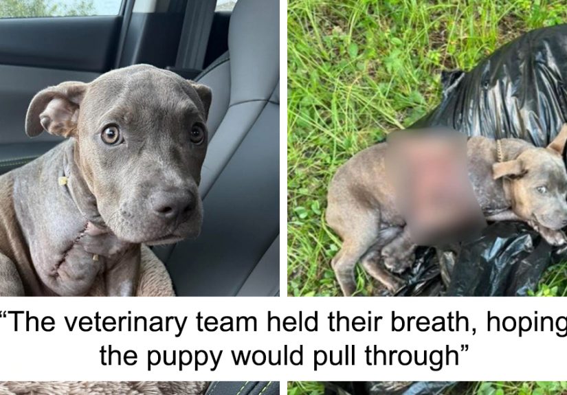 "Miracle" Puppy Defies All Odds And Makes Incredible Comeback After Being Found Barely Alive