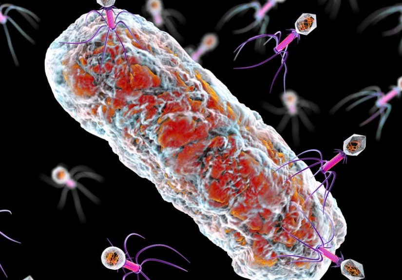 New Study Shows Antibiotics Could Be Replaced With Viruses