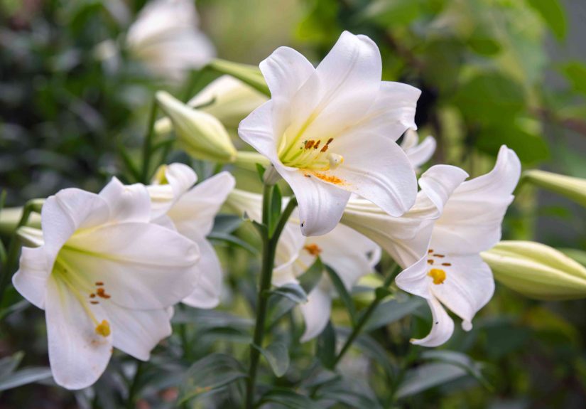 Planting Easter Lilies Outside to Save Them