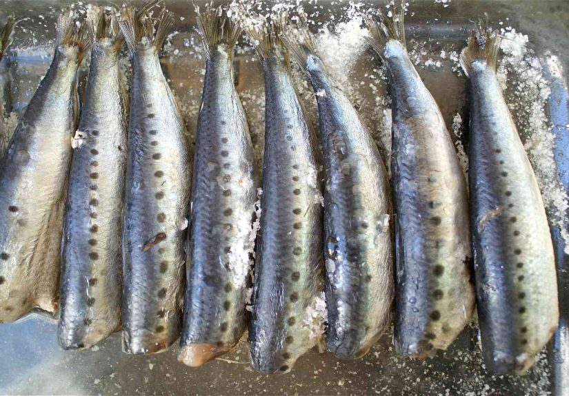 Salt-Cured Sardines Recipe: A Deliciously Savory Seafood Delicacy