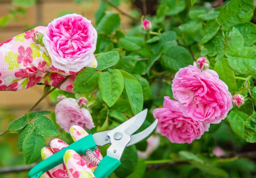 Should You Cut the Stem of Your Rose If the Flowers Die?