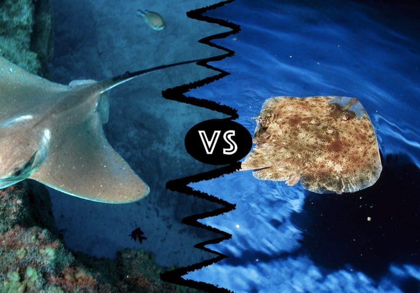 Skates vs. Rays: What‘s the Difference?