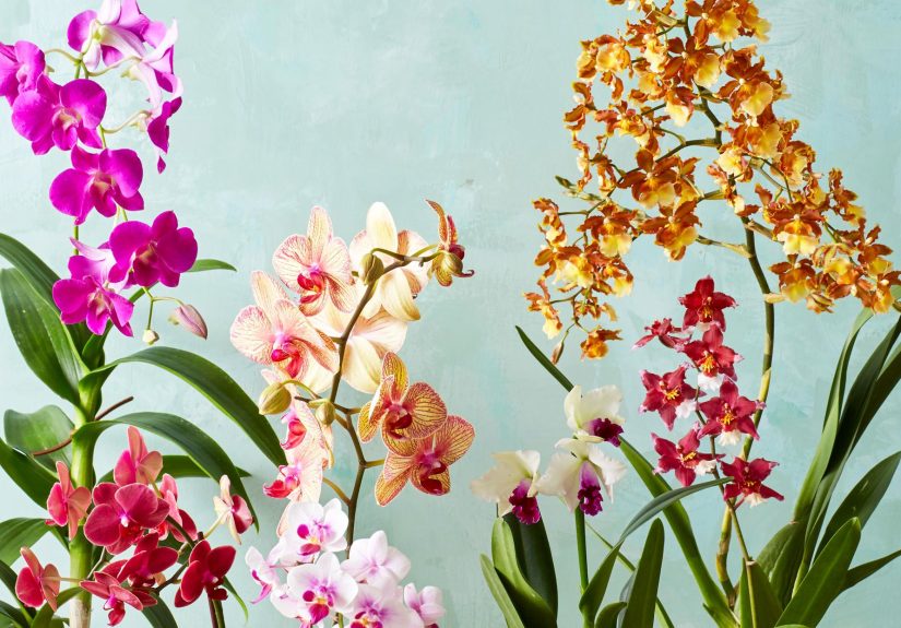 The Best Orchid Care for Blossoms in Your Home