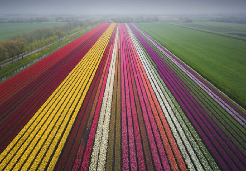 These Tulip Photos Will Make You Want To Visit My Country, The Netherlands