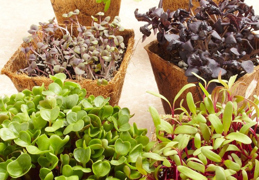 What Are Microgreens? Learn How to Grow These Superfoods