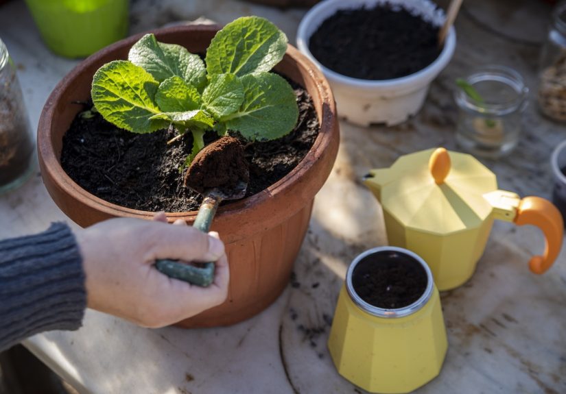 What Plants Like Coffee Grounds? 15 Plants That Can Benefit
