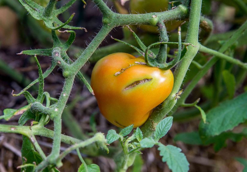 Why Tomatoes Split and 7 Simple Ways to Prevent It