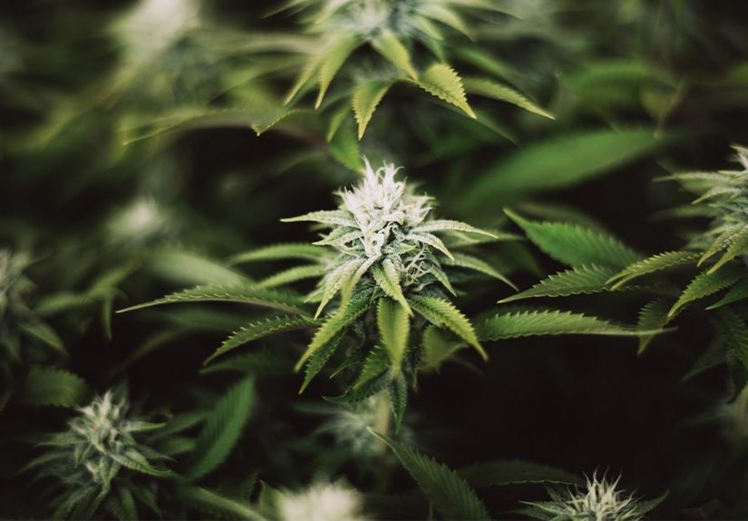 Will smoking weed make you bleed more?