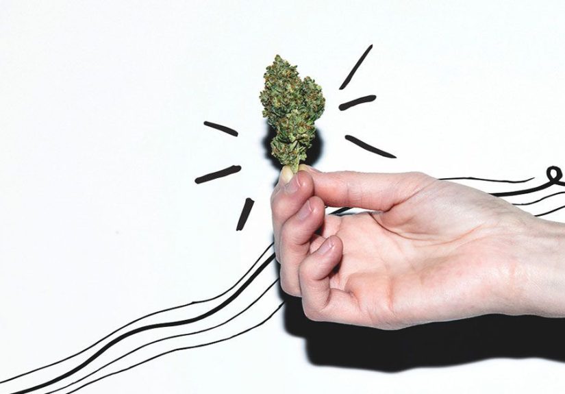 Your Beginner Guide to Marijuana Strains
