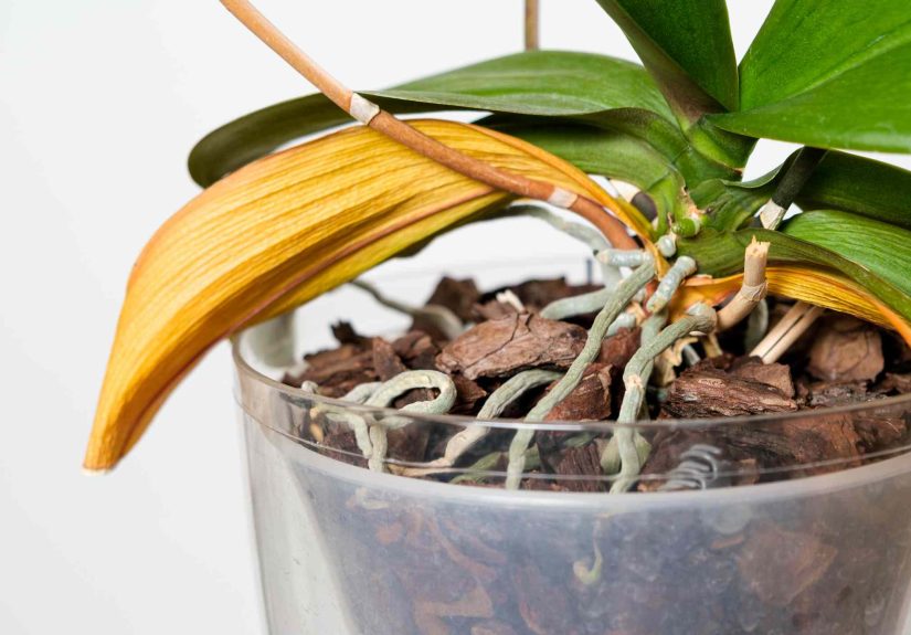 11 Reasons Why Your Orchid's Leaves Are Droopy
