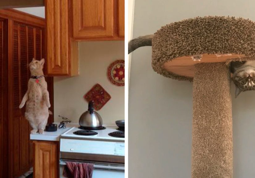 113 Photos That May Convince You Cats Can Defy Gravity