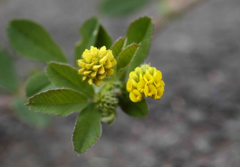 13 Weeds With Yellow Flowers You Might Spot in Your Garden This Year