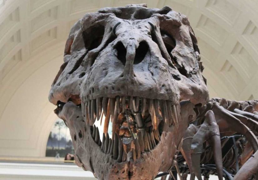 25 Fascinating Facts About Fossils