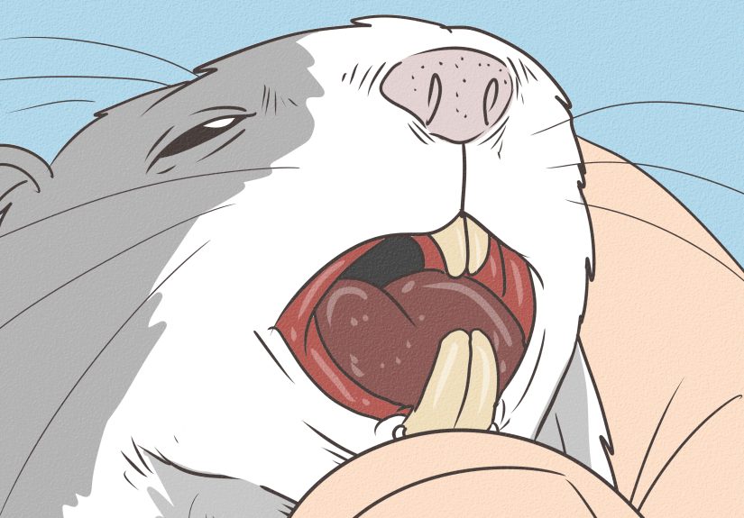 3 Ways to Spot Illness in Hamsters