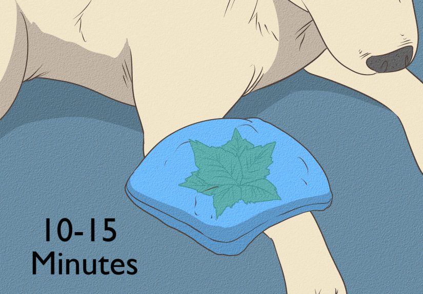 3 Ways to Take Care of an Injured Dog