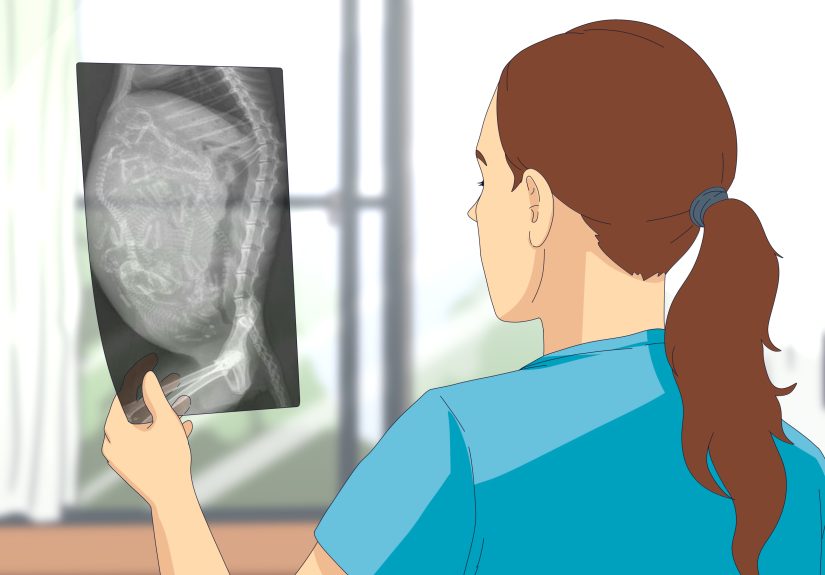 3 Ways to Tell if a Goat Is Pregnant