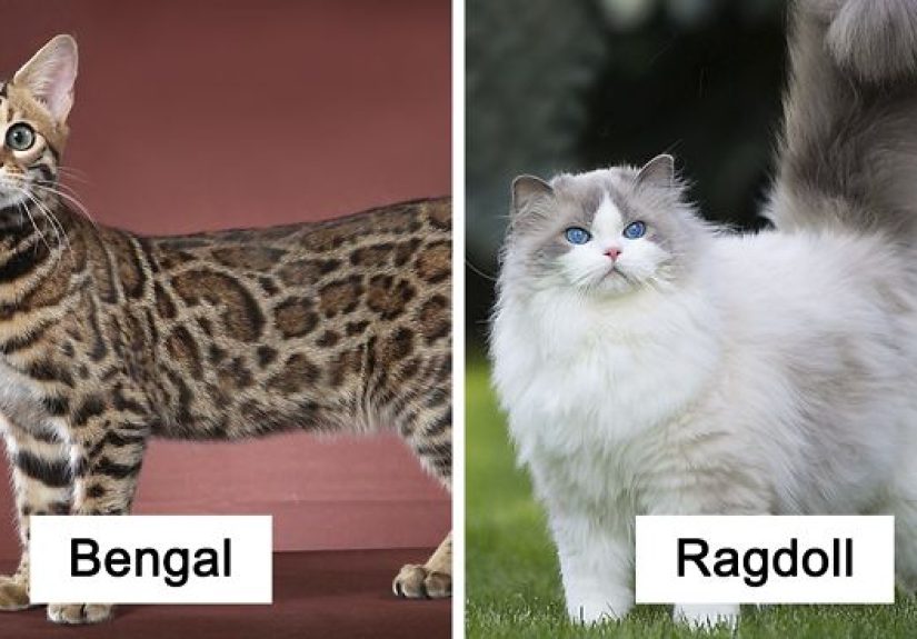 30 Of The Most Popular Cat Breeds And Their Origins