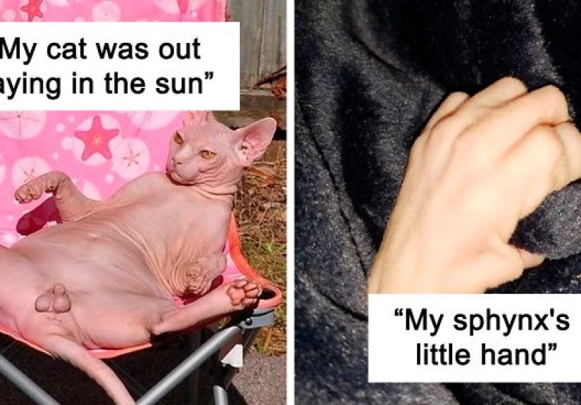 30 Times Sphynx Cats Proved They’re Not The Best Photo-Models