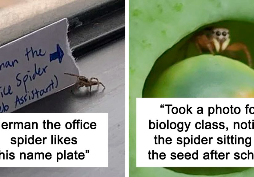 35 Of The Most Charming And Cute Spider Pics The Internet Has To Offer