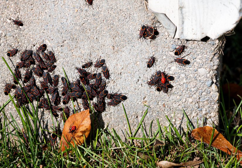 5 Hidden Spots Fall Pests Enter Your Home and How to Seal Them for Good