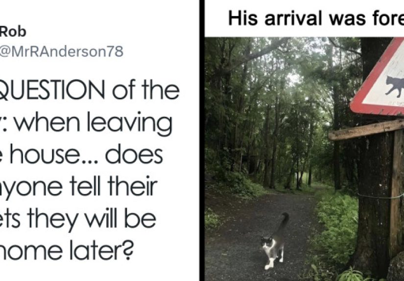 50 Hilarious And Relatable Memes Dedicated To All Things Feline