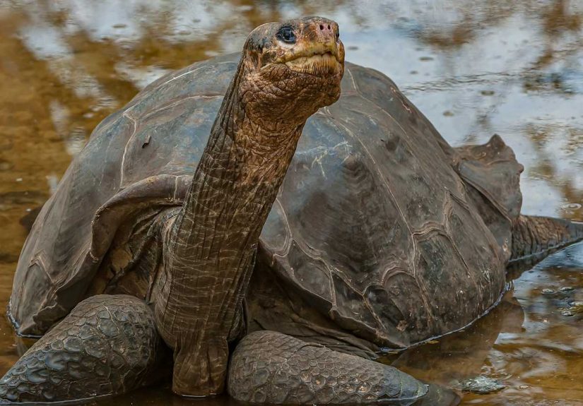6 Animals That Were the Last of Their Species