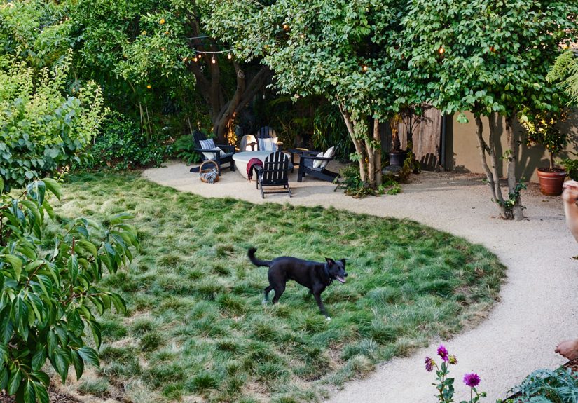 7 Groundcovers That Give You a Lawn-Like LookWithout the Mowing