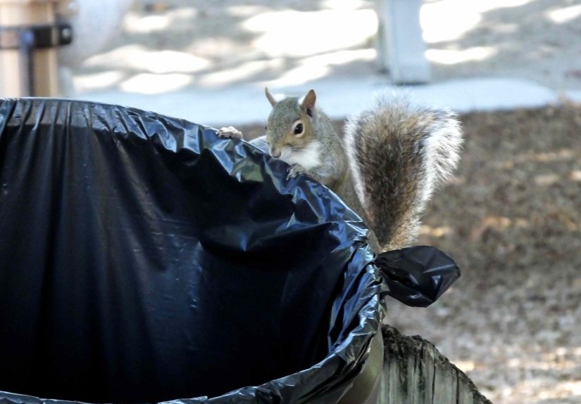 7 Smart Tricks to Keep Squirrels Out of Your Garbage Cans for Good