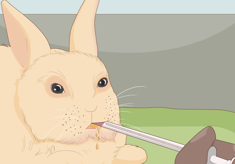7 Ways to Care for Dwarf Rabbits