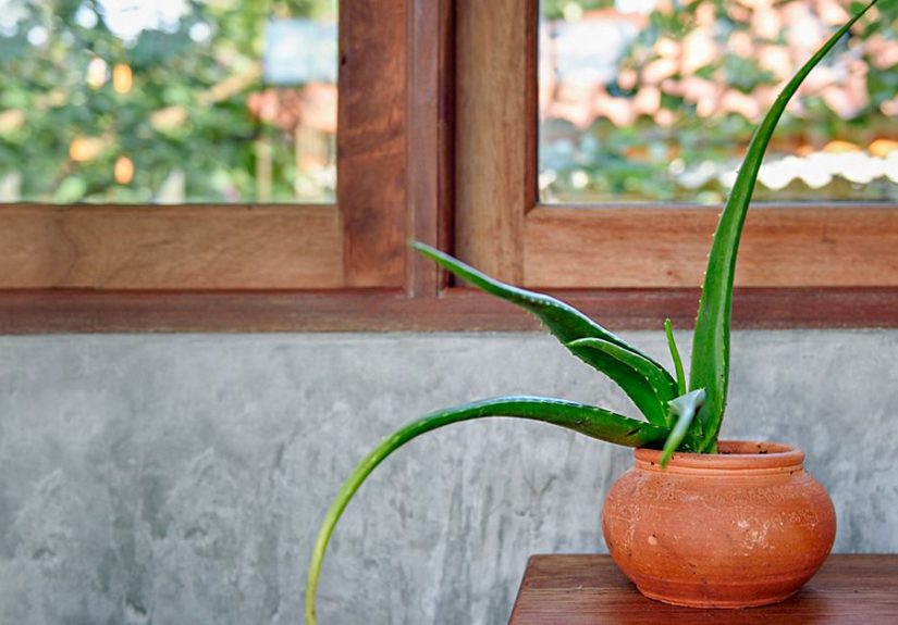 Aloe Vera for Face: 10 Benefits, Side Effects, and More