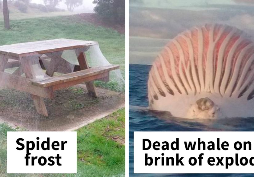 Australia Is The Land Of ‘Nope’, And These 75 Pictures Prove It
