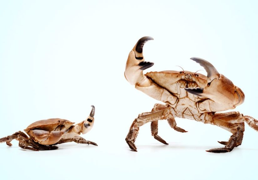 Crabs and Convergent Evolution: Carcinization Explained