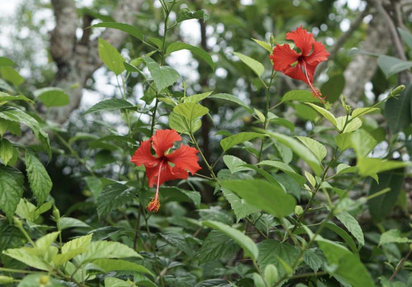 Does Hibiscus Come Back Every Year? What to Know Based on Your Zone