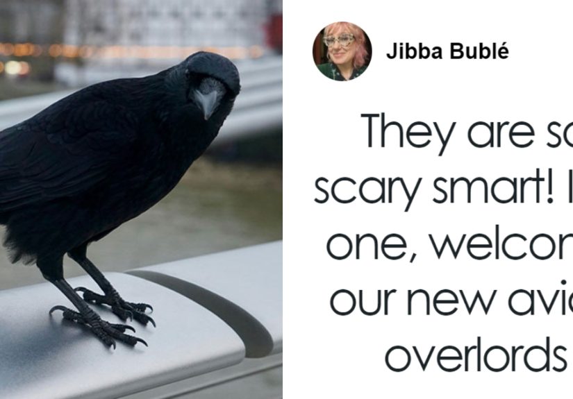 Groundbreaking Study Reveals Crows Can CountAnd Out Loud, No Less