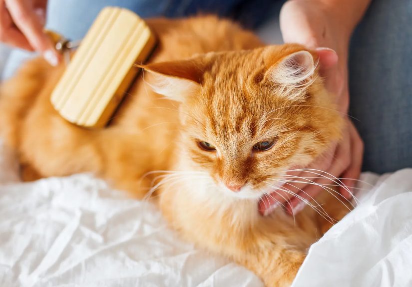 Healthy Cats Guide: Preventive Care
