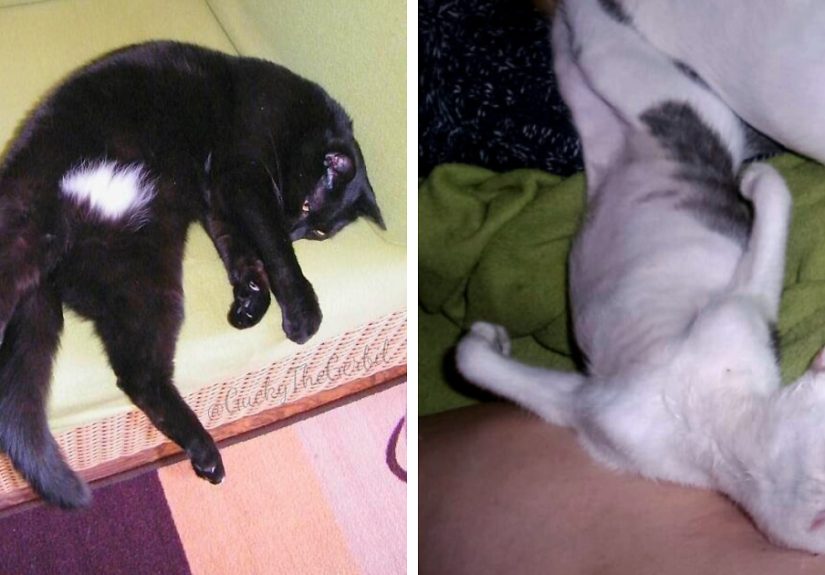 Hey Pandas, Share The Silliest Photo Of Your Pet