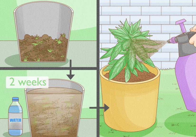 How to Apply Liquid Fertilizer: Uses for Your Lawn & Garden