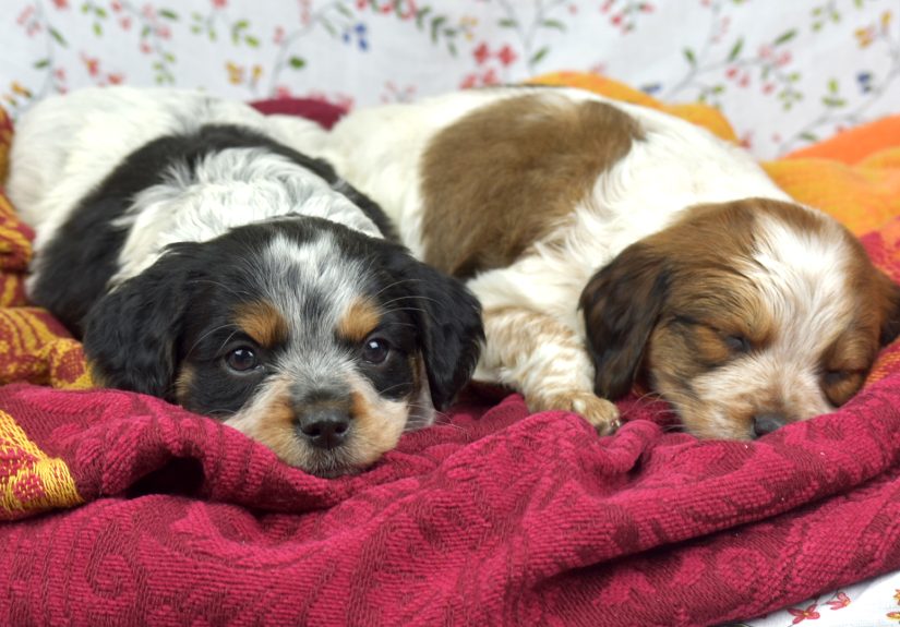 How to Bathe a Puppy for the First Time