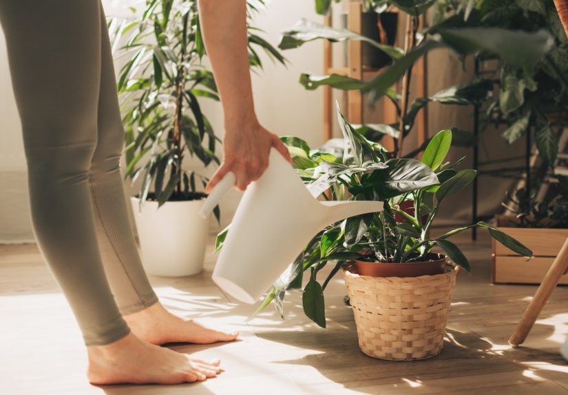 How to Create a Plant Gallery, the Latest Indoor Gardening Trend