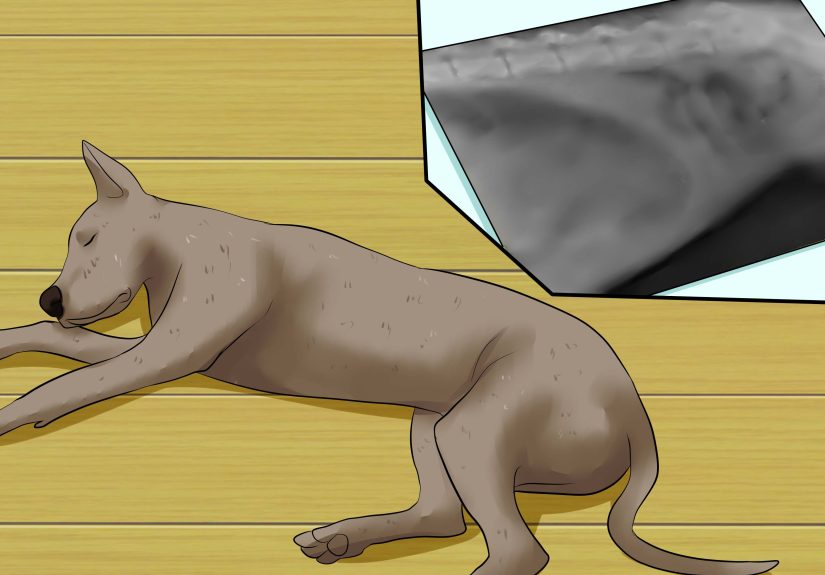 How to Diagnose Bloat in Great Danes: 9 Steps