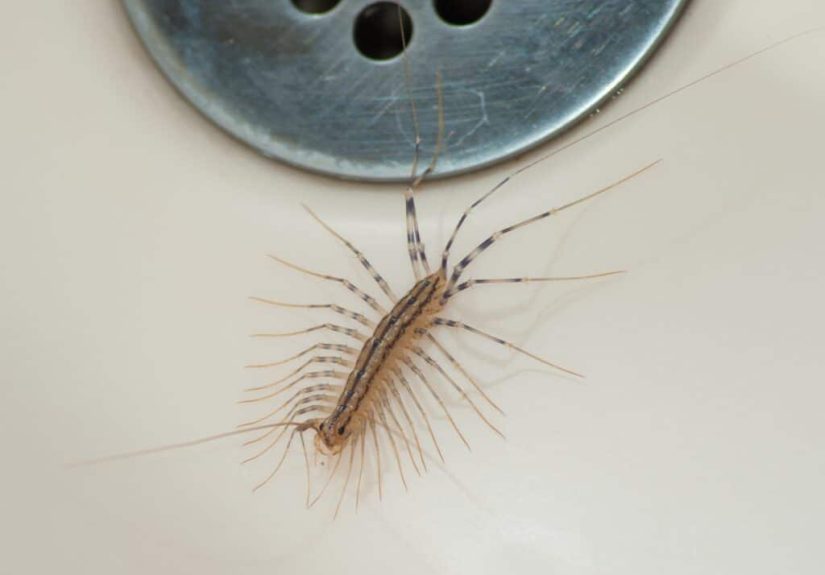 How to Get Rid of Centipedes