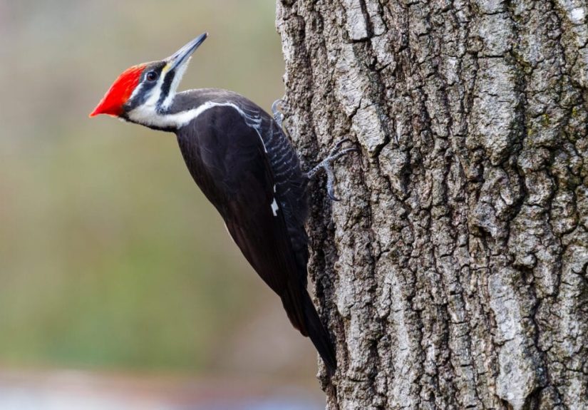 How To Get Rid of Woodpeckers