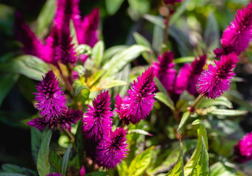 How to Grow and Care for Celosia