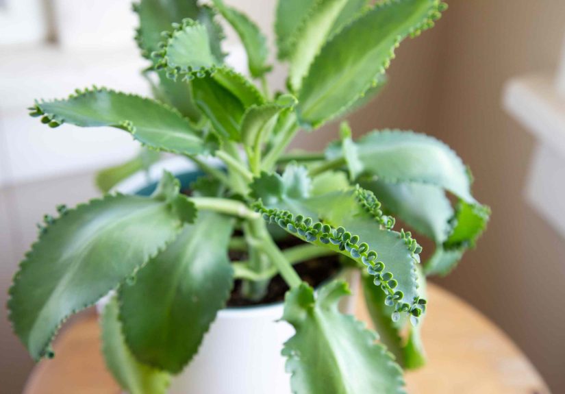 How to Grow and Care for Mother of Thousands
