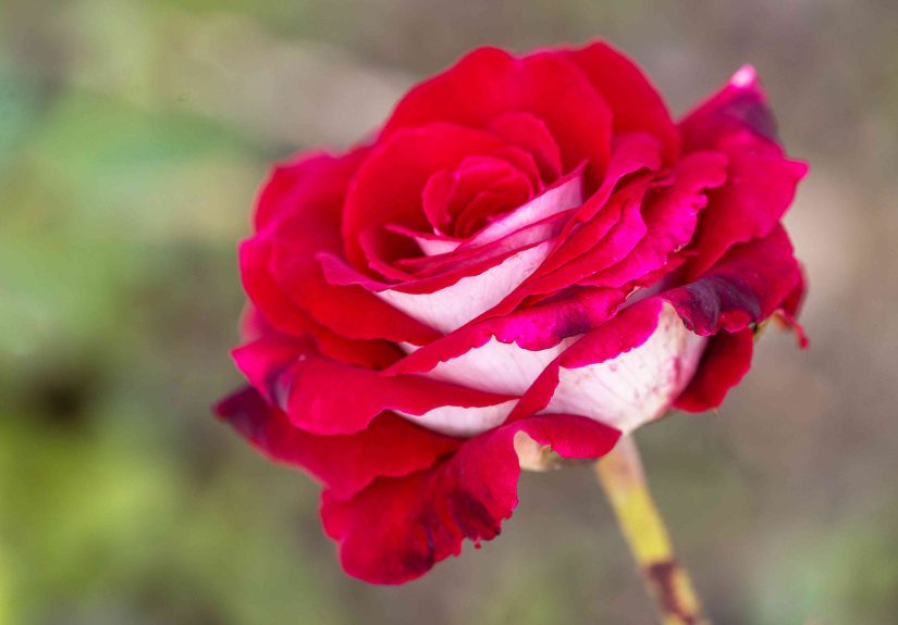 How to Grow and Care For Osiria Rose
