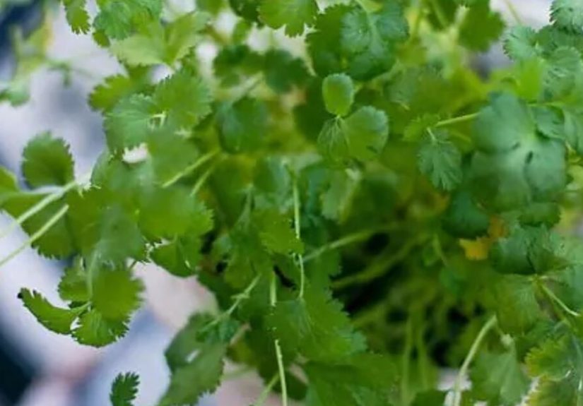 How to Grow Cilantro Indoors for Fresh Flavor Year-Round