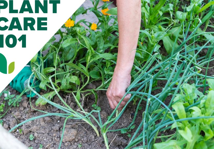 How to Grow Green Onions in Your Home Garden